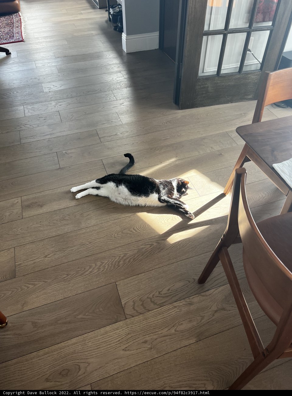 Cozy Cat in a Chic Living Room