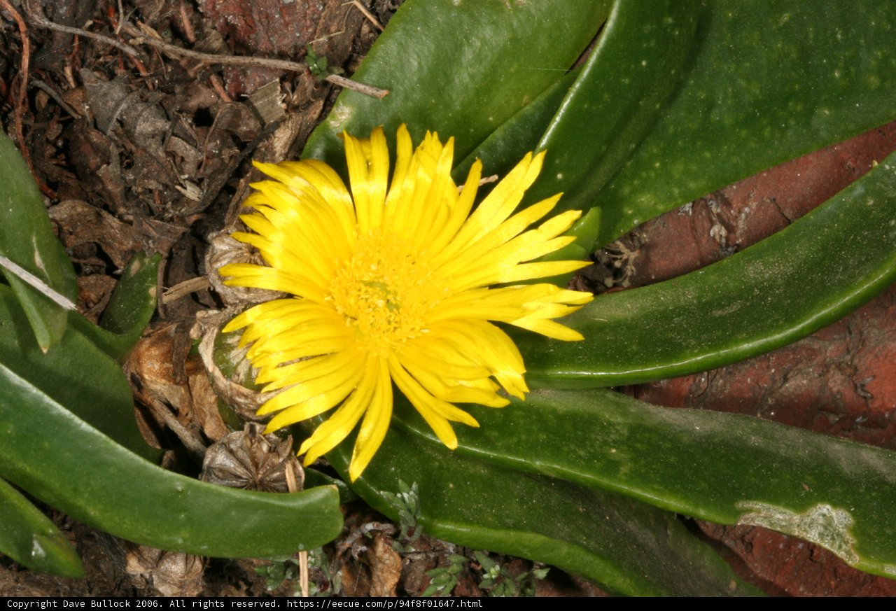 Sunny Treasure Flower