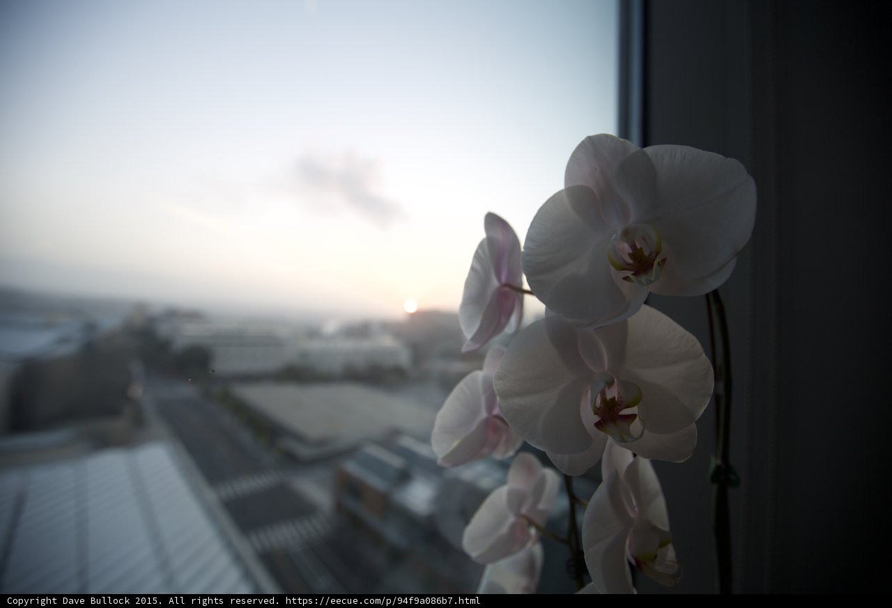 Orchid Close-up Sunset View