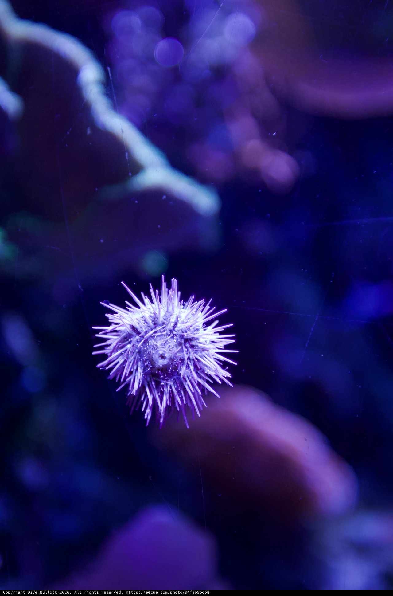 Purple Sea Urchin Suspended in Deep Blue Waters