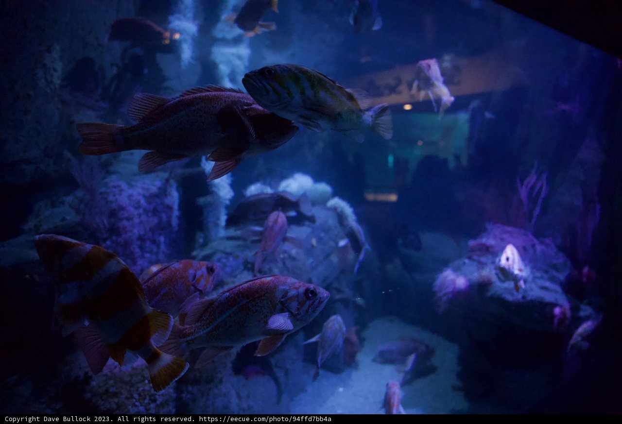 Aquatic Exploration at Monterey Bay Aquarium