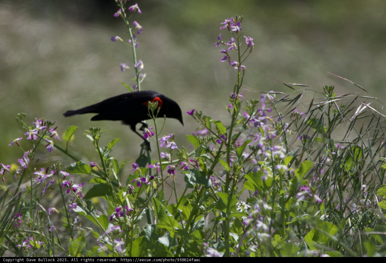Harmony in the Grasslands