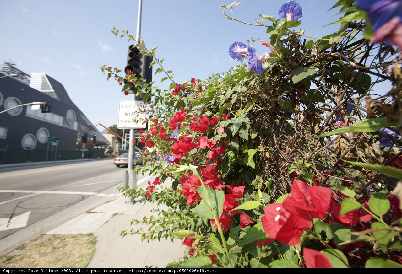 Flower-Filled Streetscape