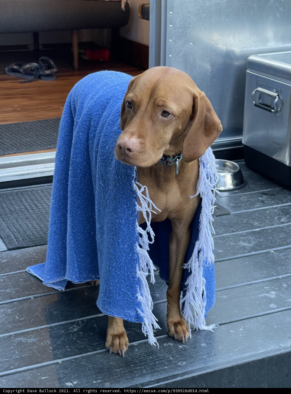Cozy Vizsla