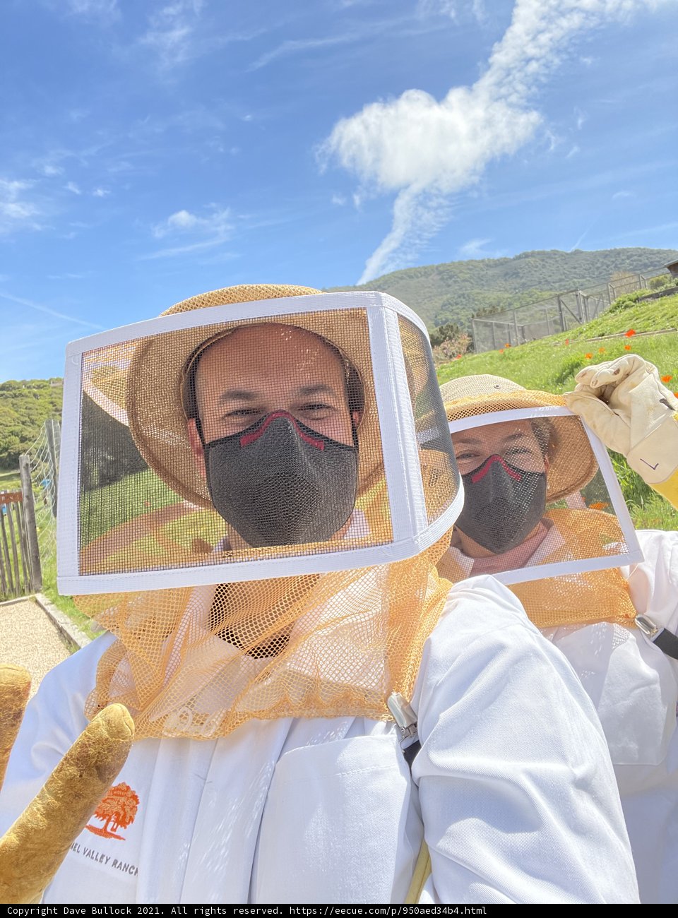 Beekeeping in Carmel