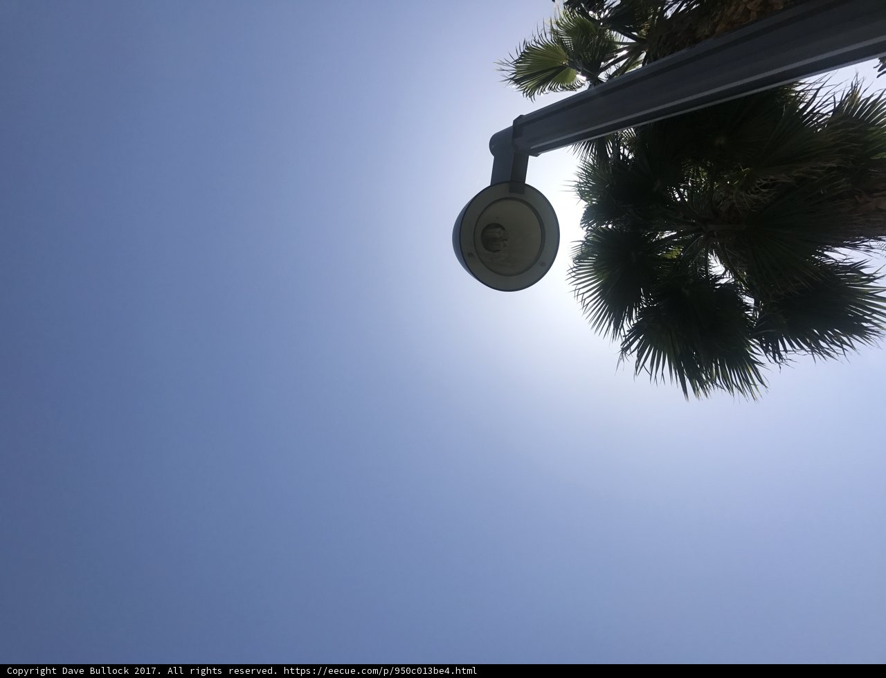 Sun-kissed Palm Tree and Street Light