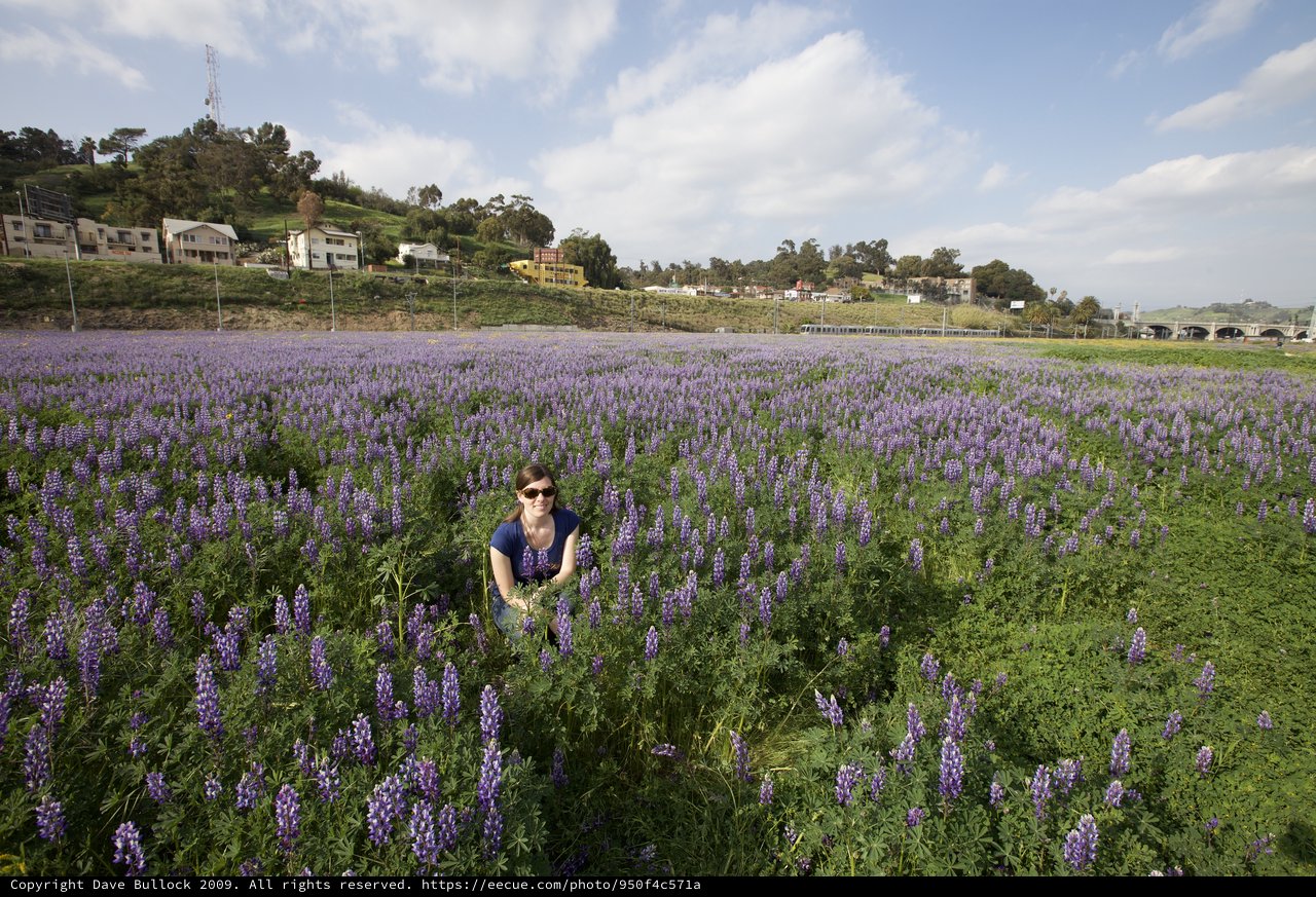Woman Surrounded by Purple Lupine Wildflower Field