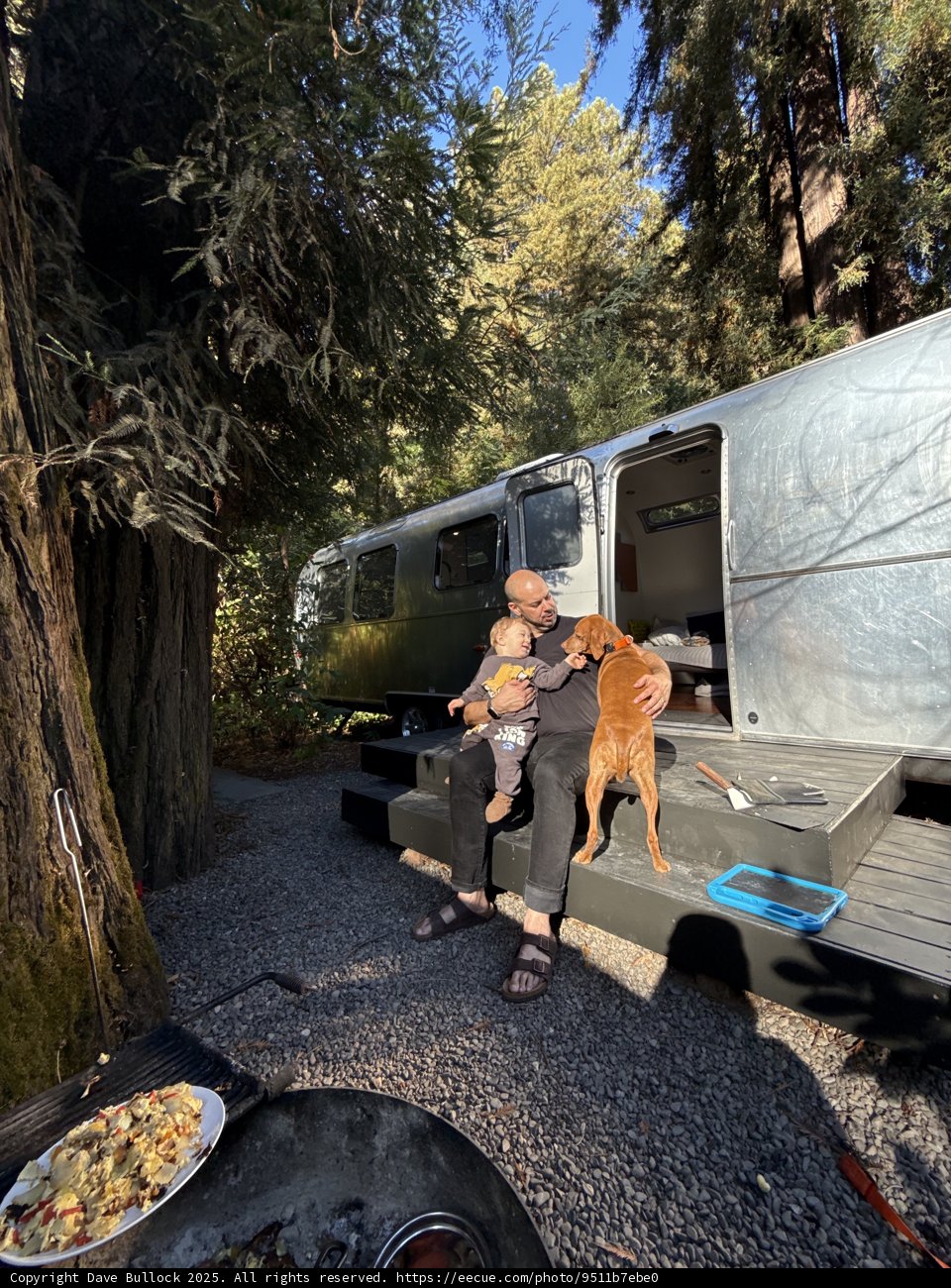 Serene Morning in the Redwoods