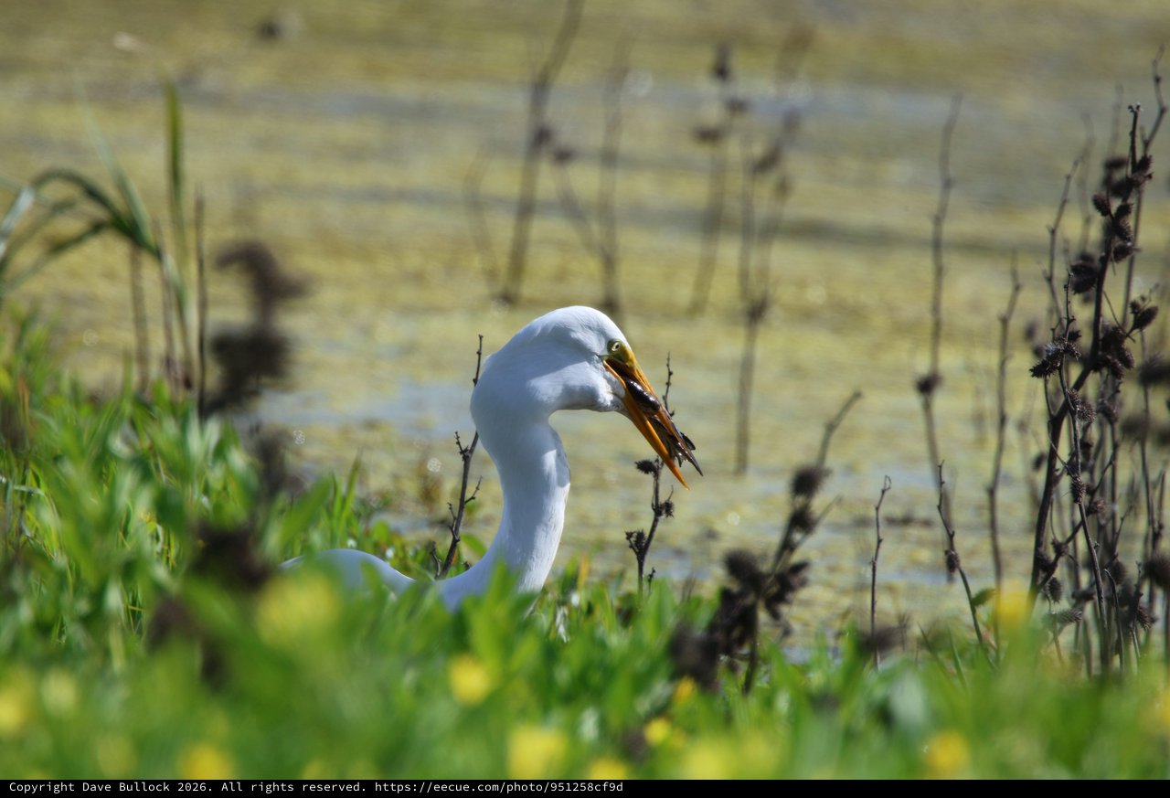 Great Egret Catches Fish at Wetland Preserve
