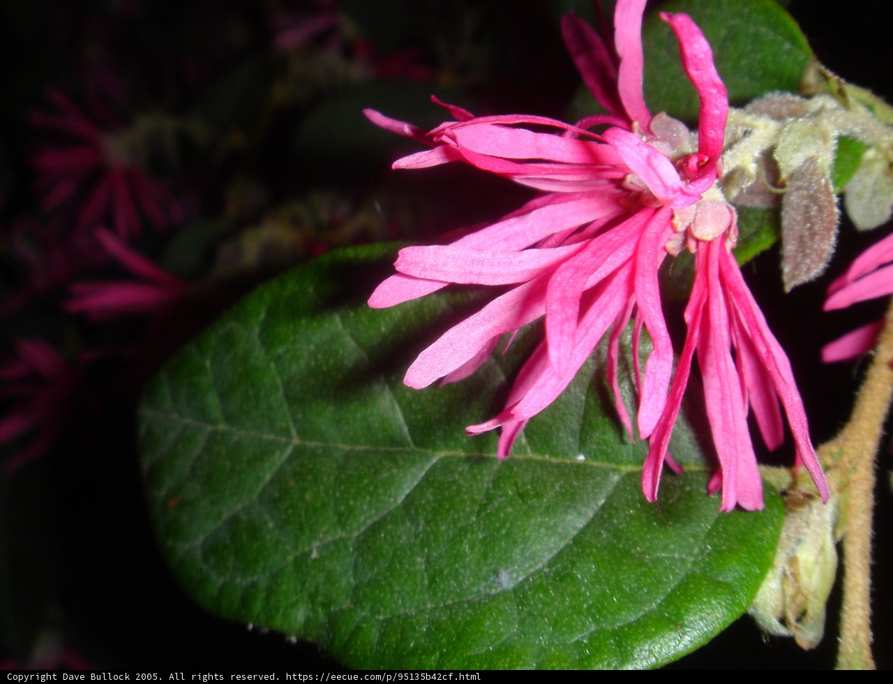 Pink Blossom with Lush Foliage