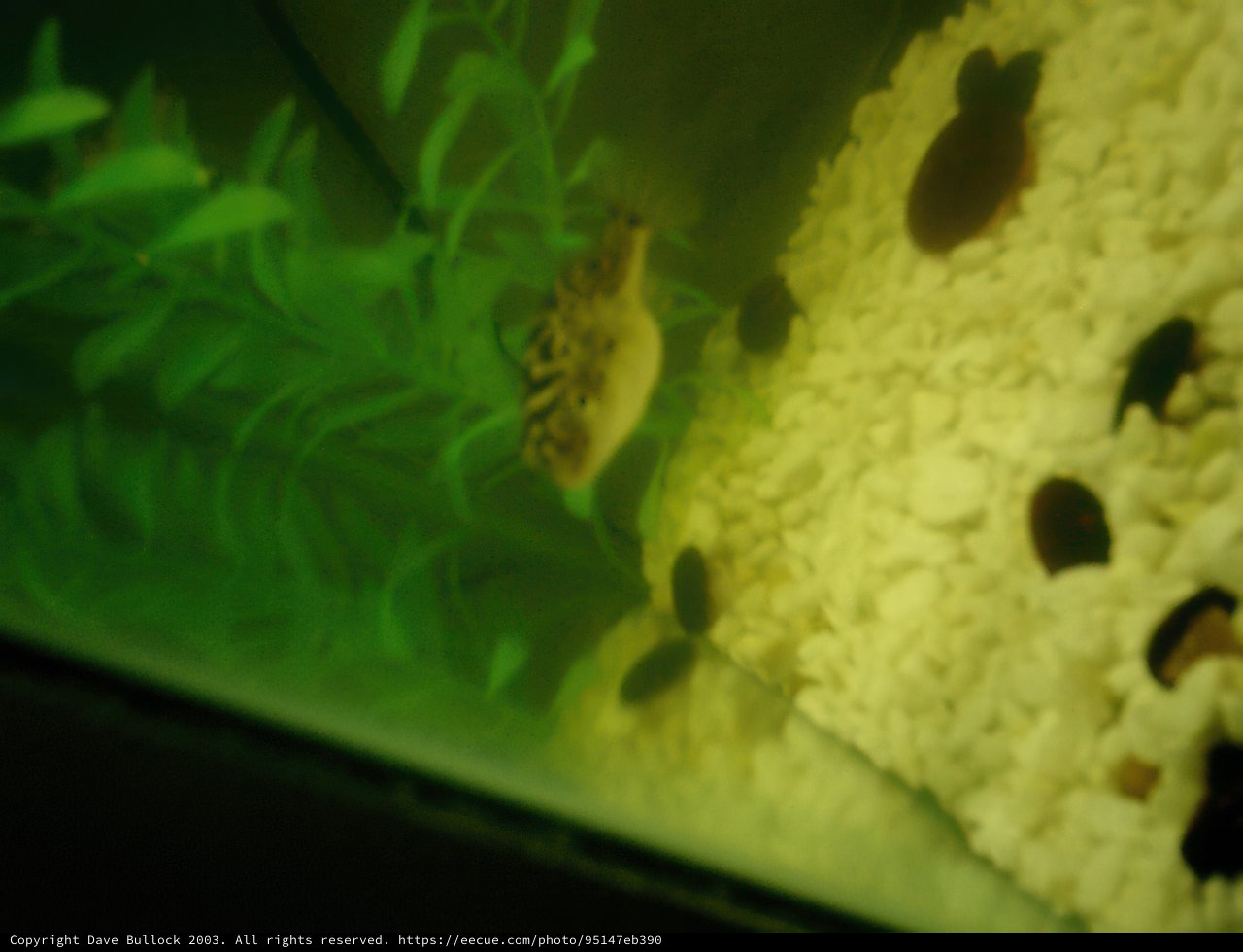 The Aquatic World Within: A Fish Tank Wonderland