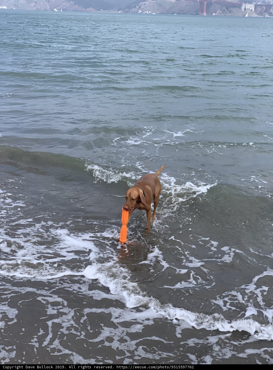 Paws in the Waves