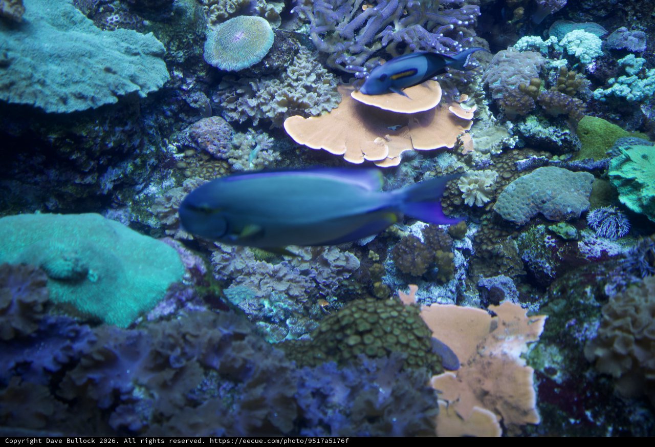 Blue Fish Swimming Among Vibrant Coral Reef