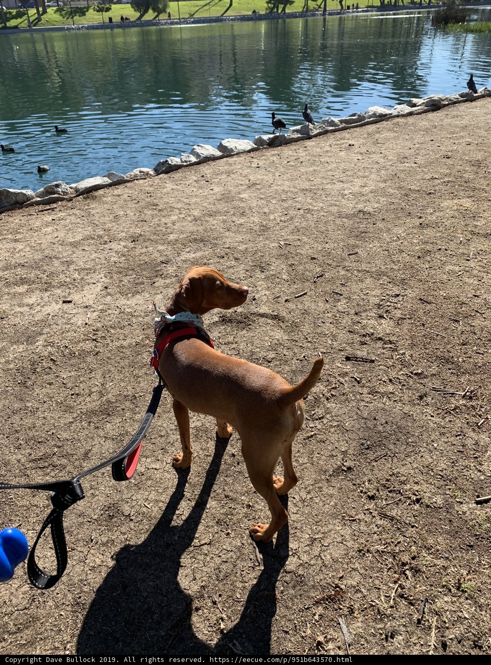 Lake Day with Fido