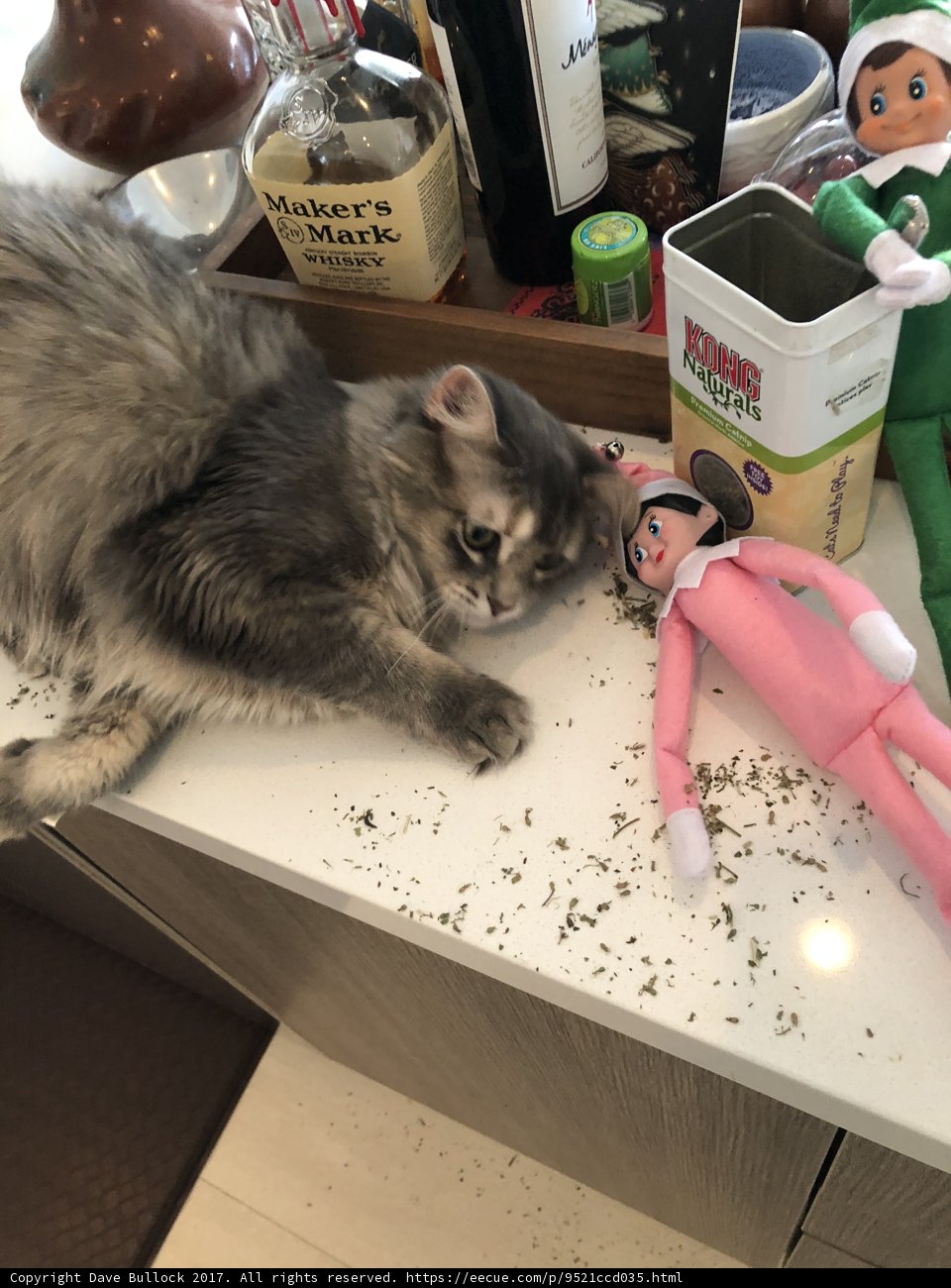 Feline Friends