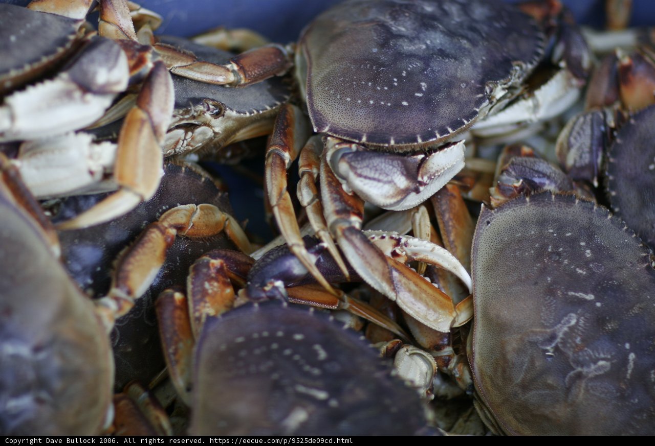 Crabs in a Container