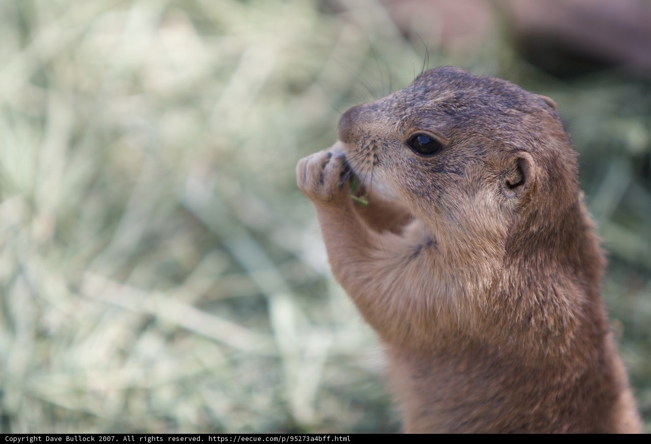 Small Rodent Stands on Hind Legs