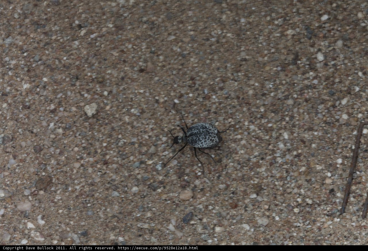 Tiny Creature on the Ground