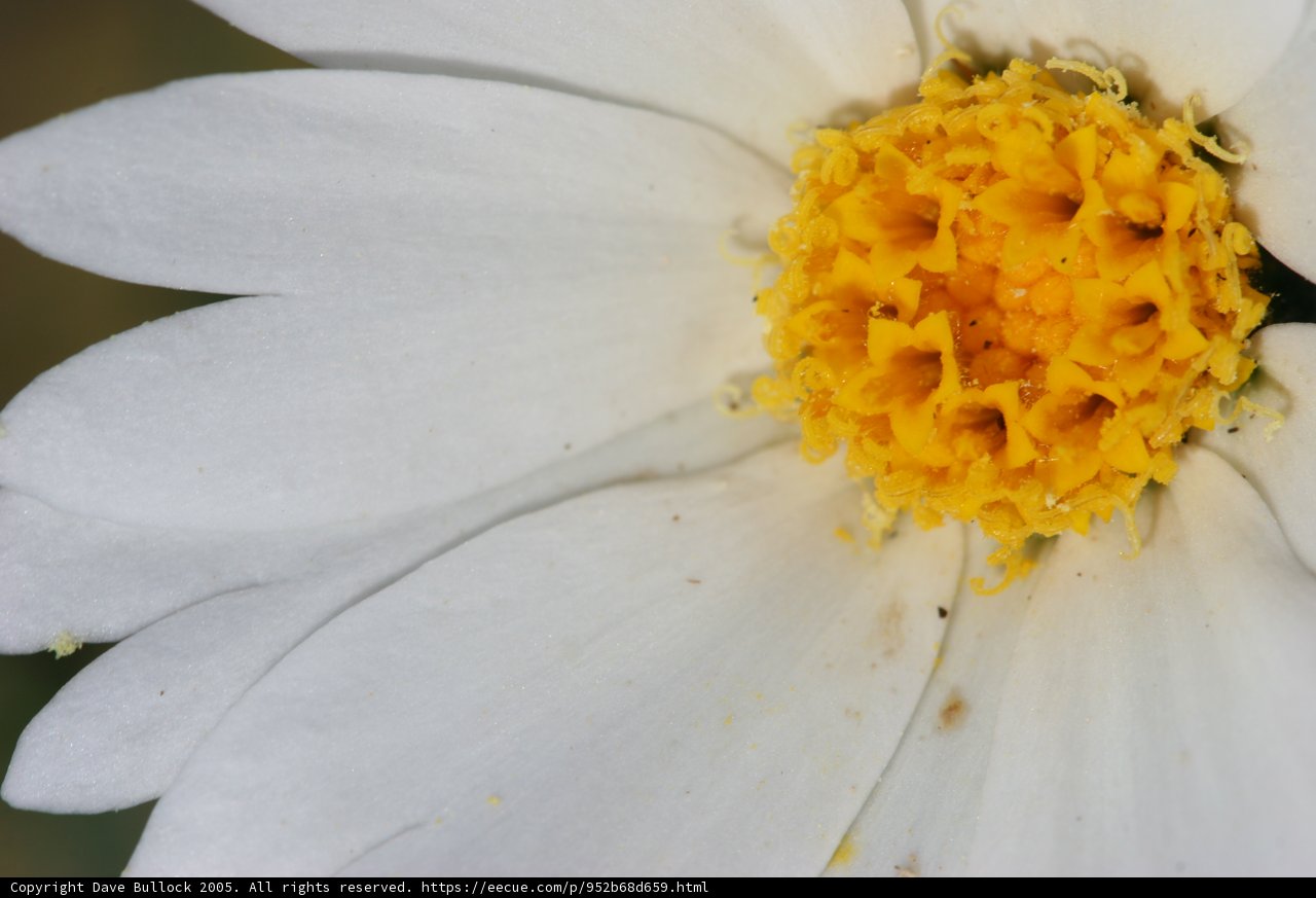 Delicate Daisy