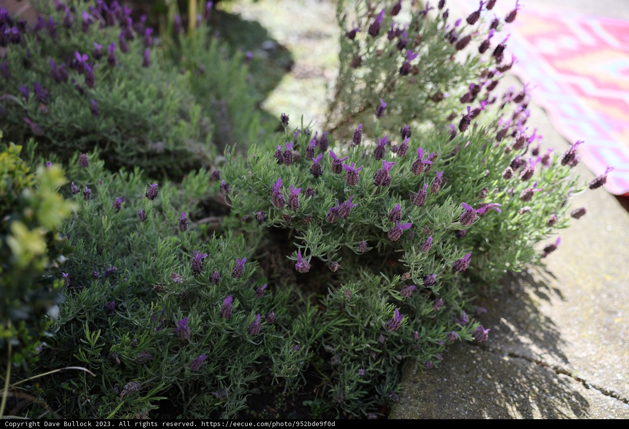 A Sea of Lavender Blooms