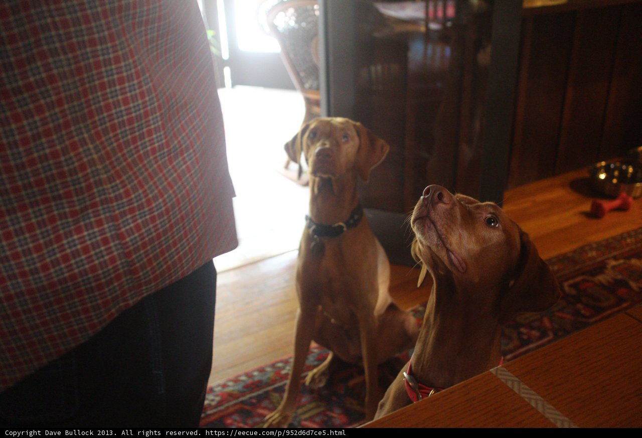 Two Canine Companions