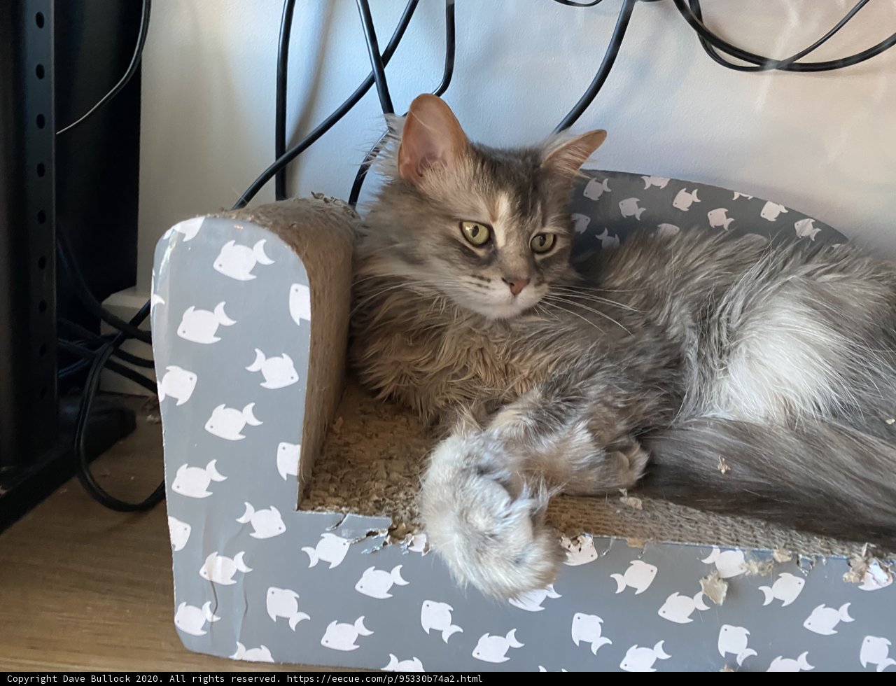 Cozy Cat Nap