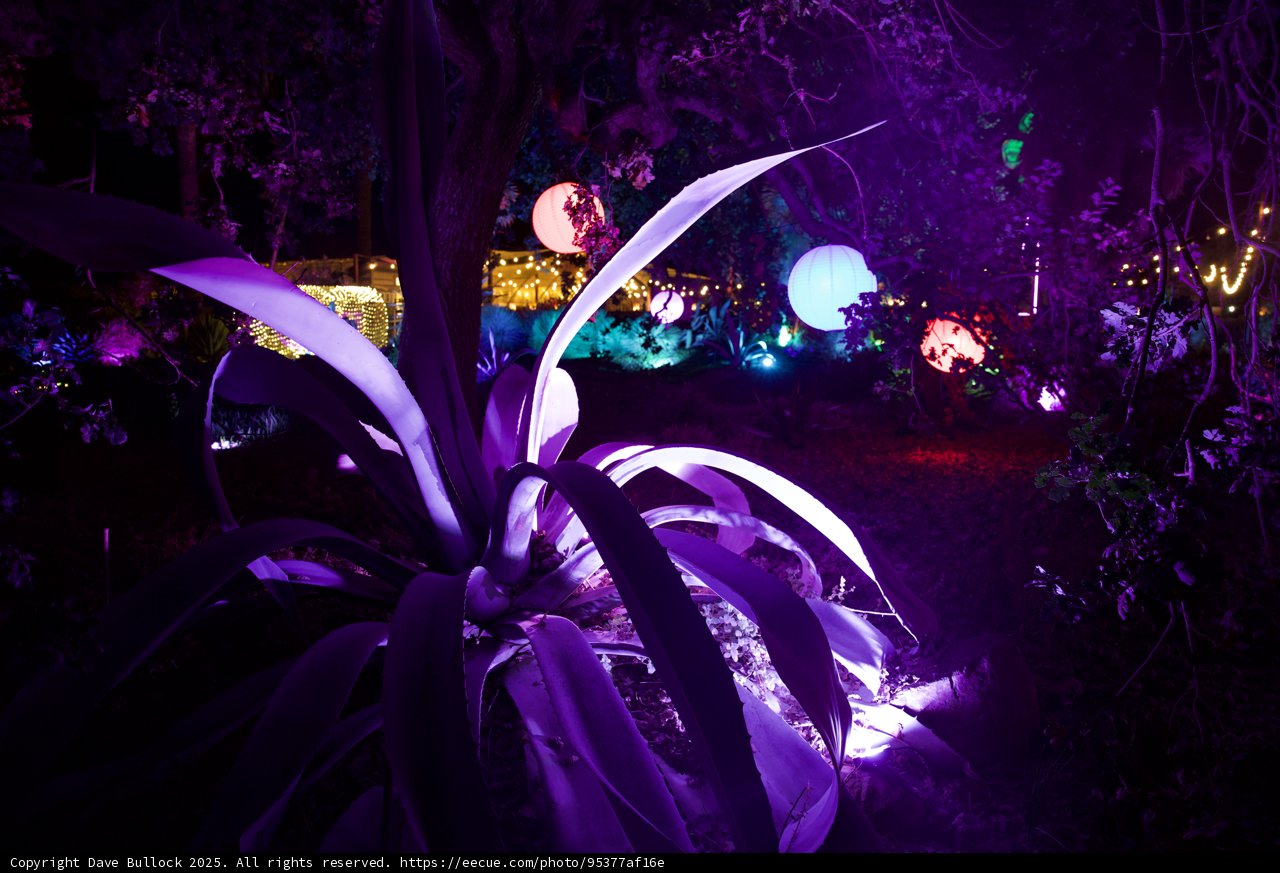 Enchanted Evening in Purple