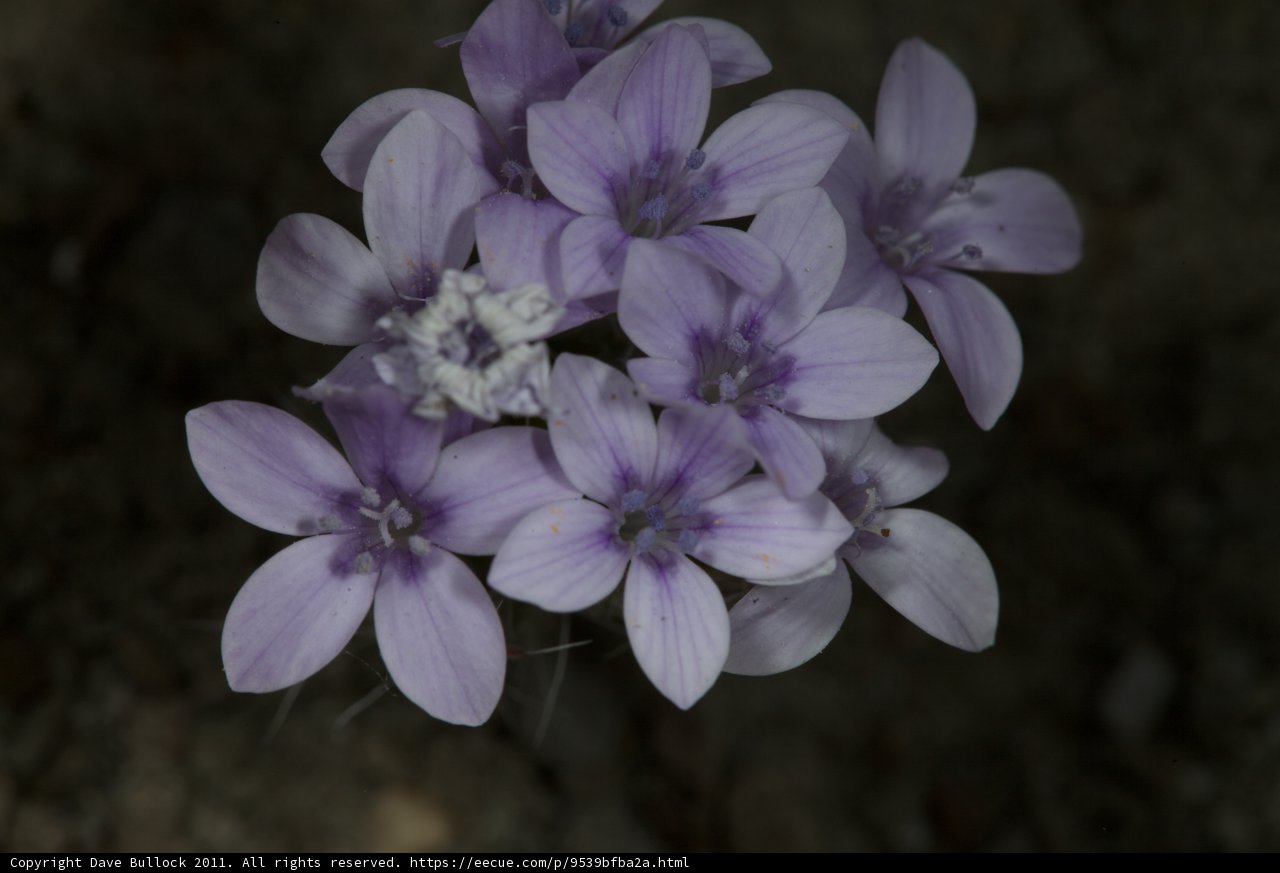 Lovely Geranium Blossoms