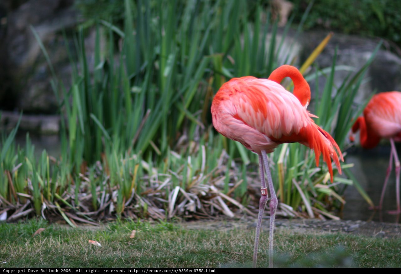 Two Flamingos Enjoying the Sunshine