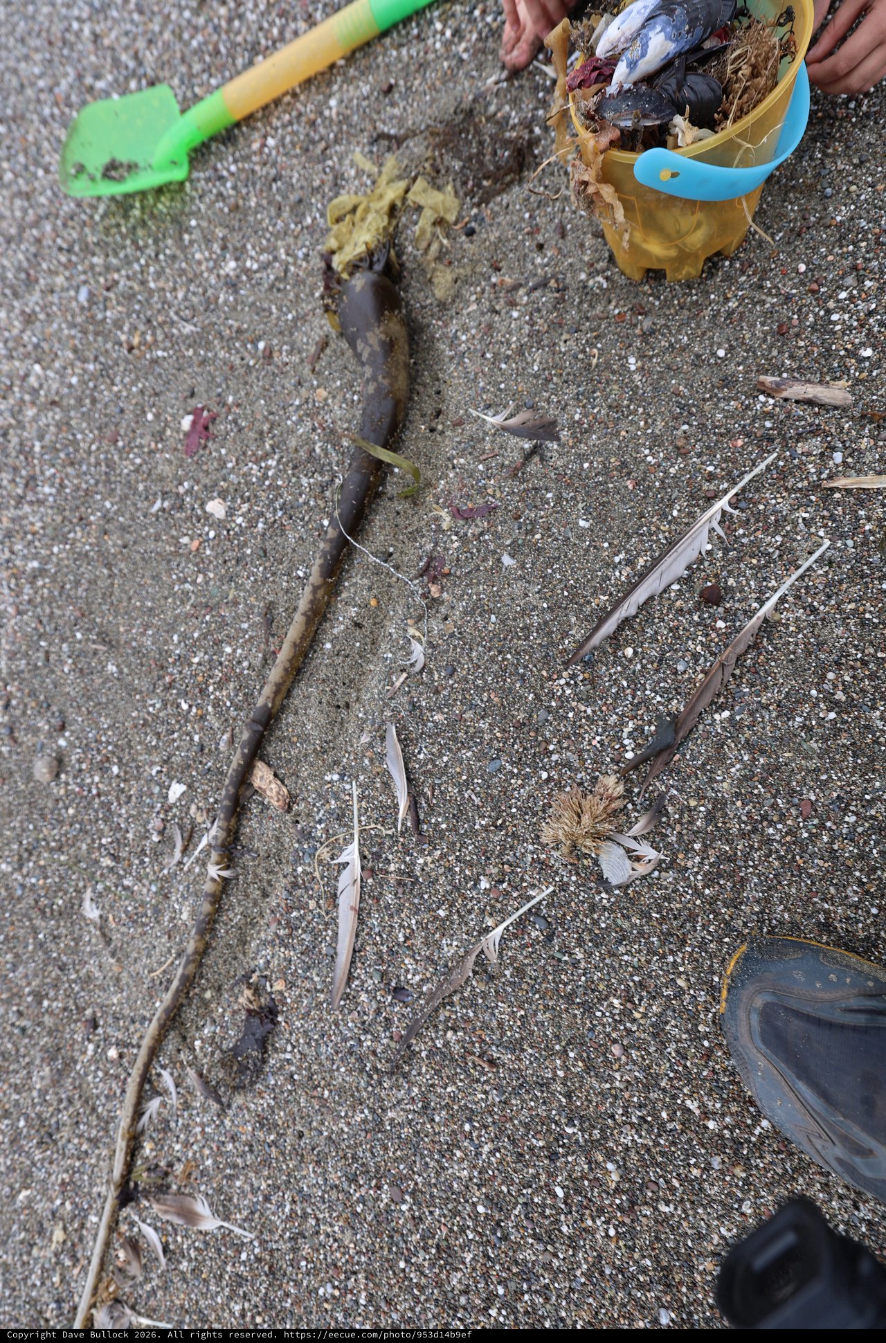 Beachcombing Finds Along the Tide Line