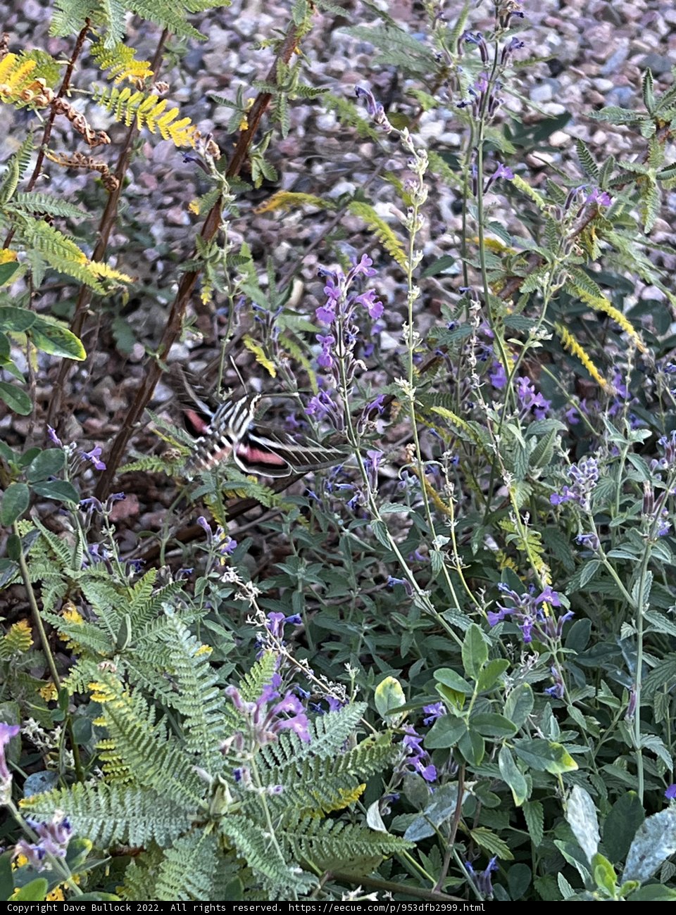 Beautiful Butterfly on Purple Flower