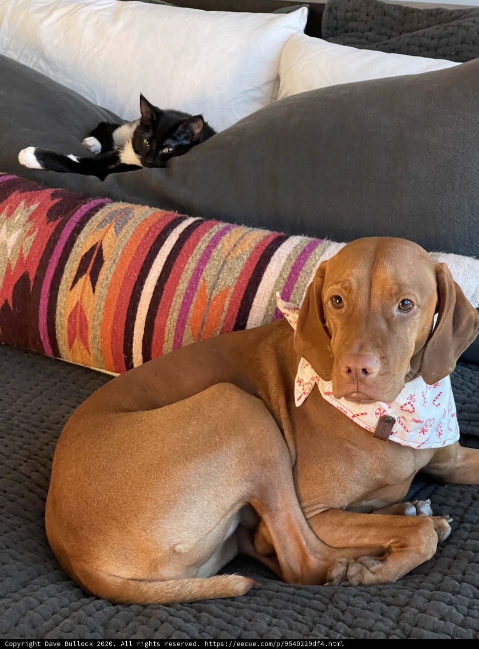 Comfy Canine and Cuddly Cat