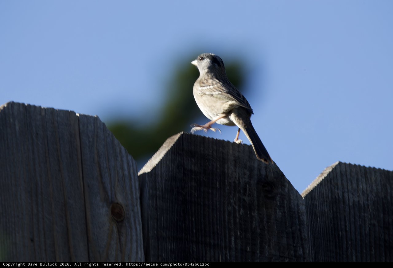 White-crowned Sparrow Perched on Weathered Wooden Fence