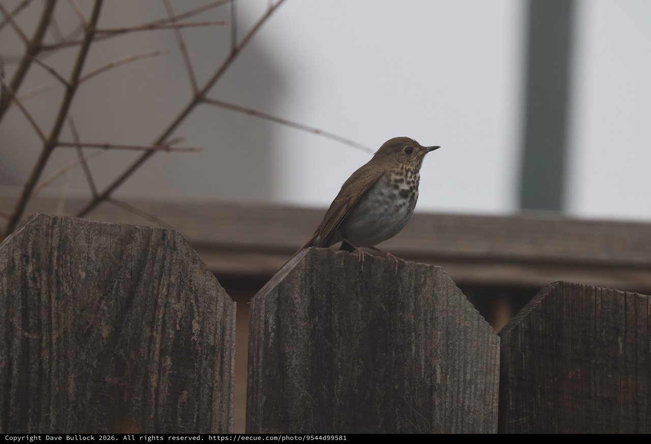 Swainson's Thrush Perched on Weathered Garden Fence