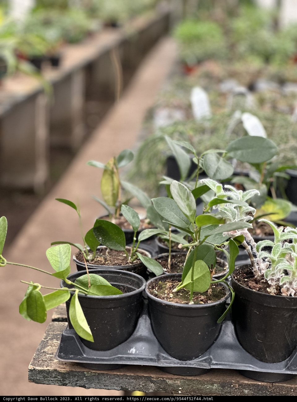 Potted Plants Galore