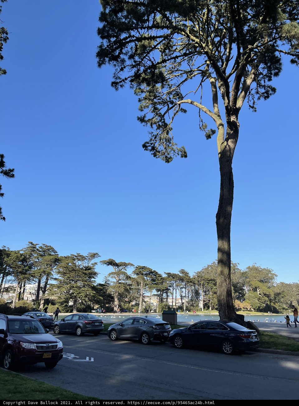 Cars Parked Beneath a Mighty Tree