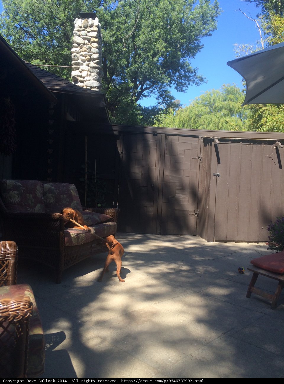 A Dog's Sunny Day Lounging