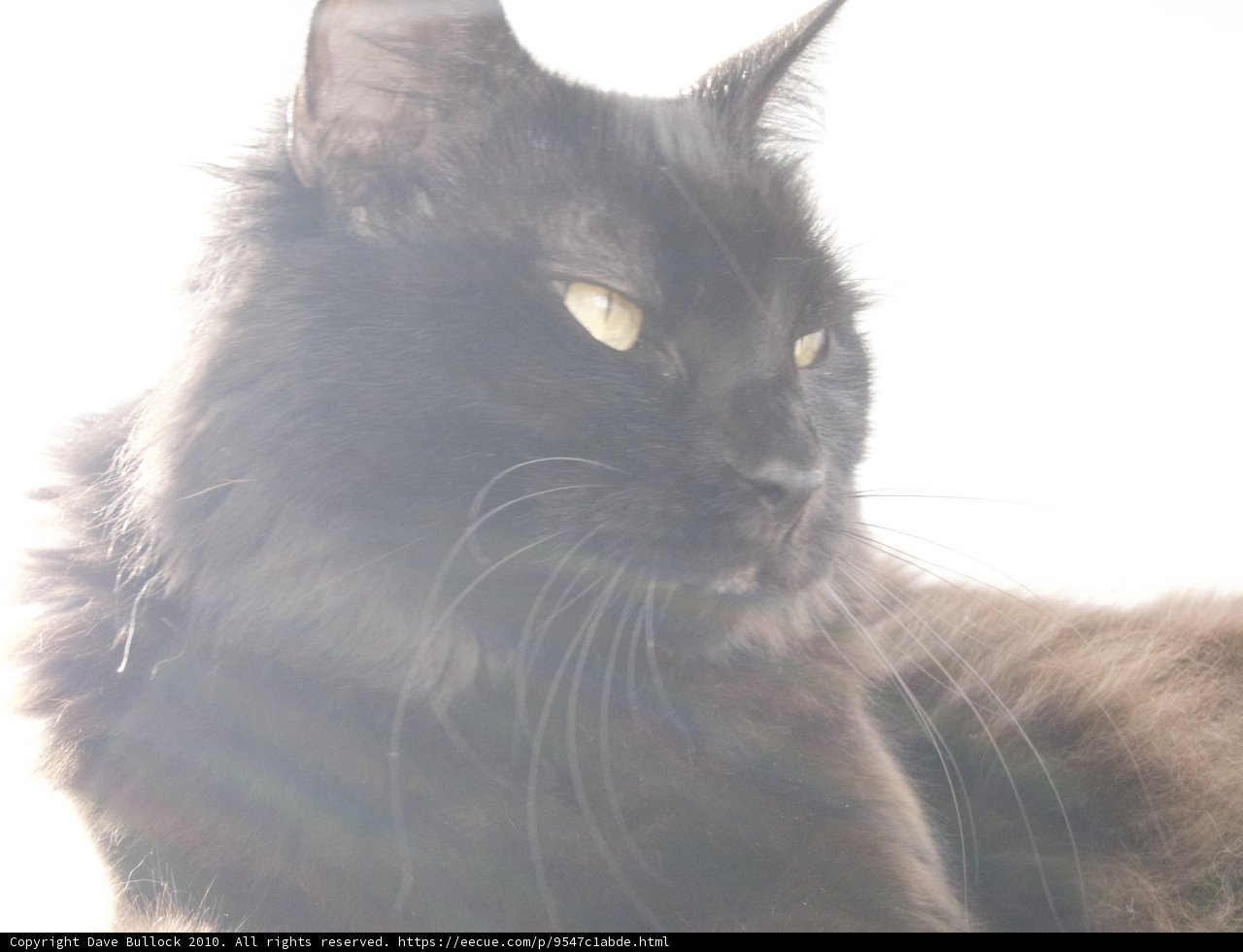 Basking in the Sun with a Furry Friend
