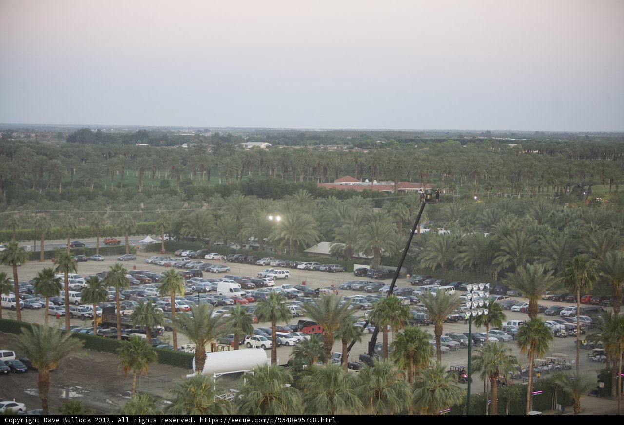 Palm Trees and Parked Cars