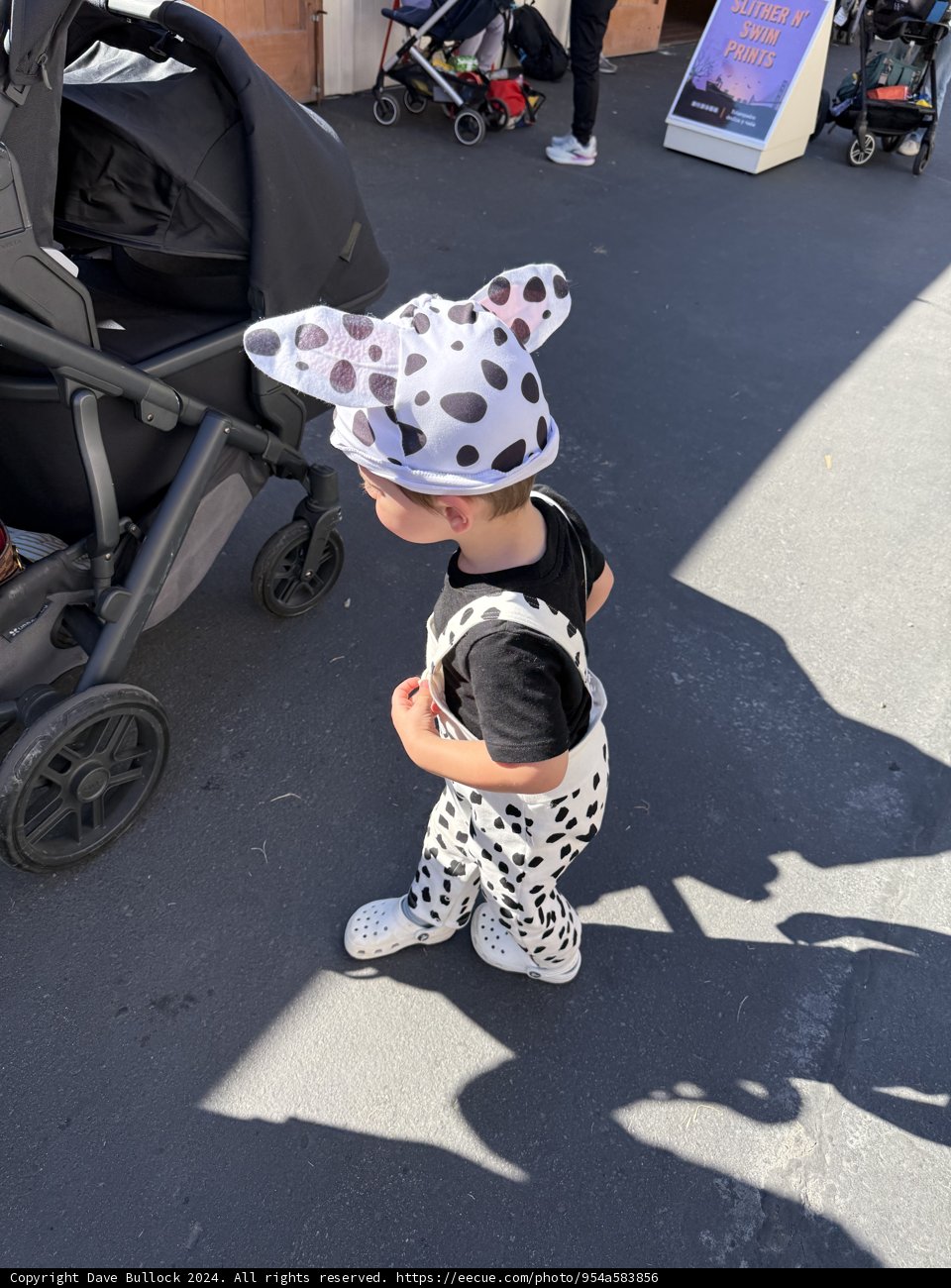 Spotted Adventures in Sausalito