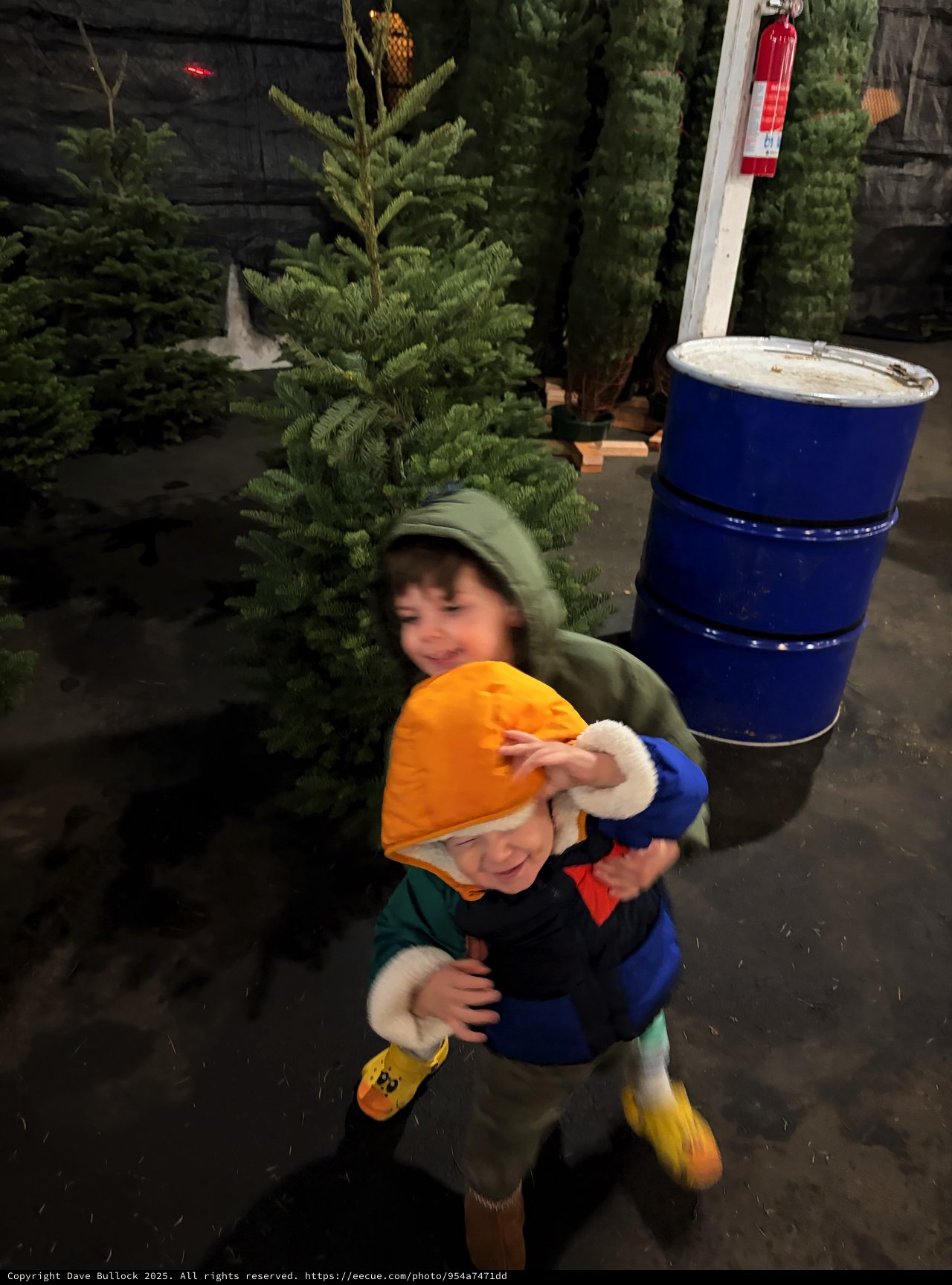 Brothers Picking Out Christmas Tree at Winter Market