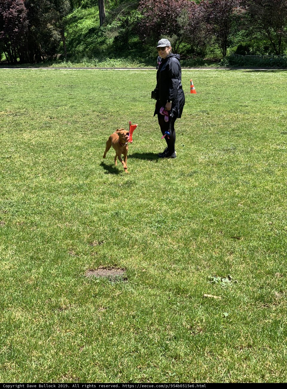 Running Free in Pine Lake Park