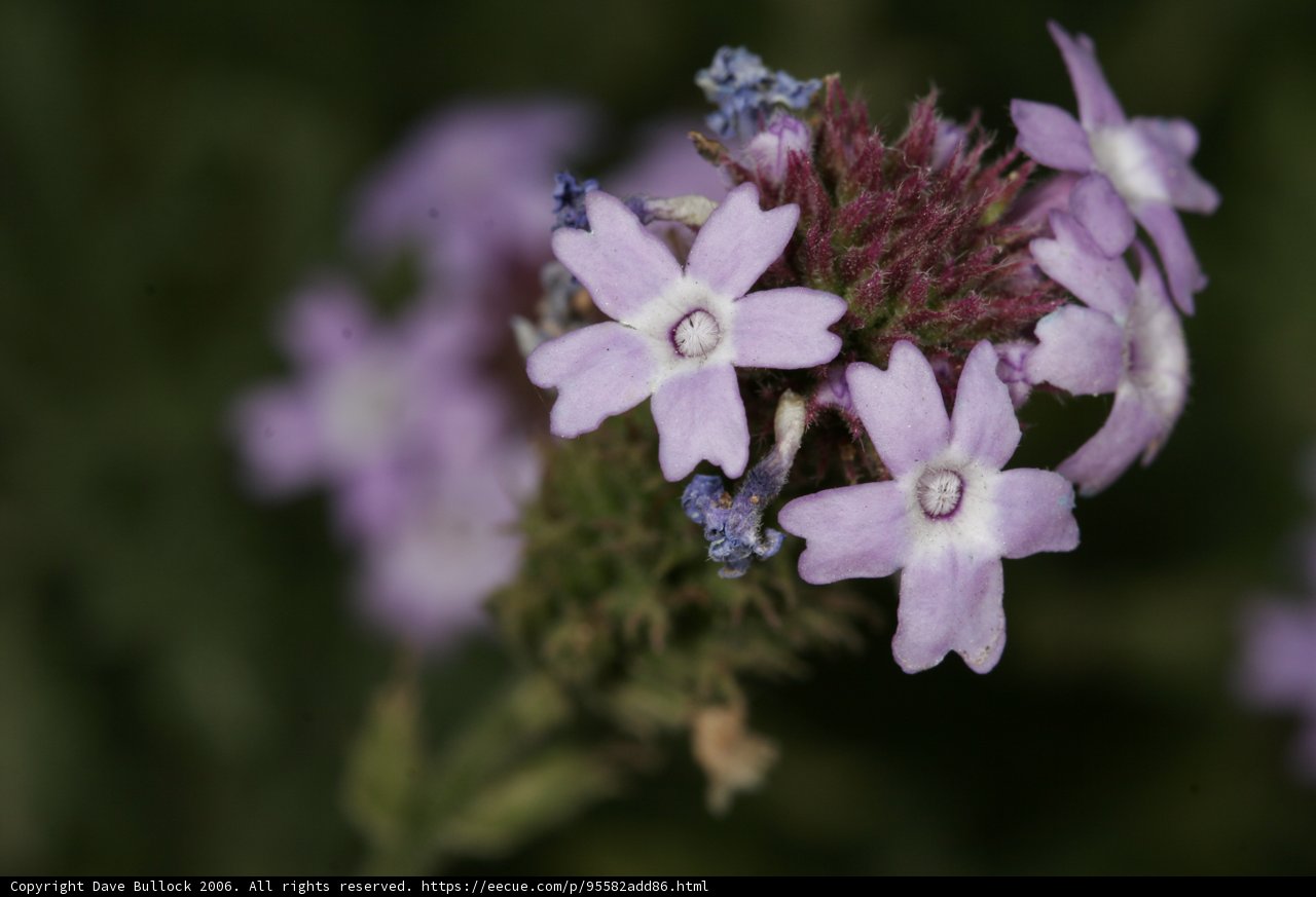 Purple Perfection
