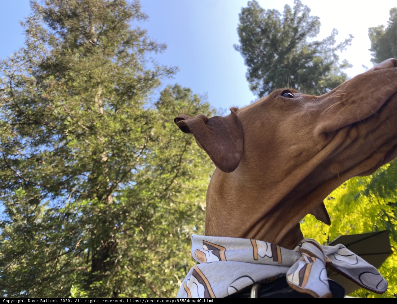Formal Pup in the Woods