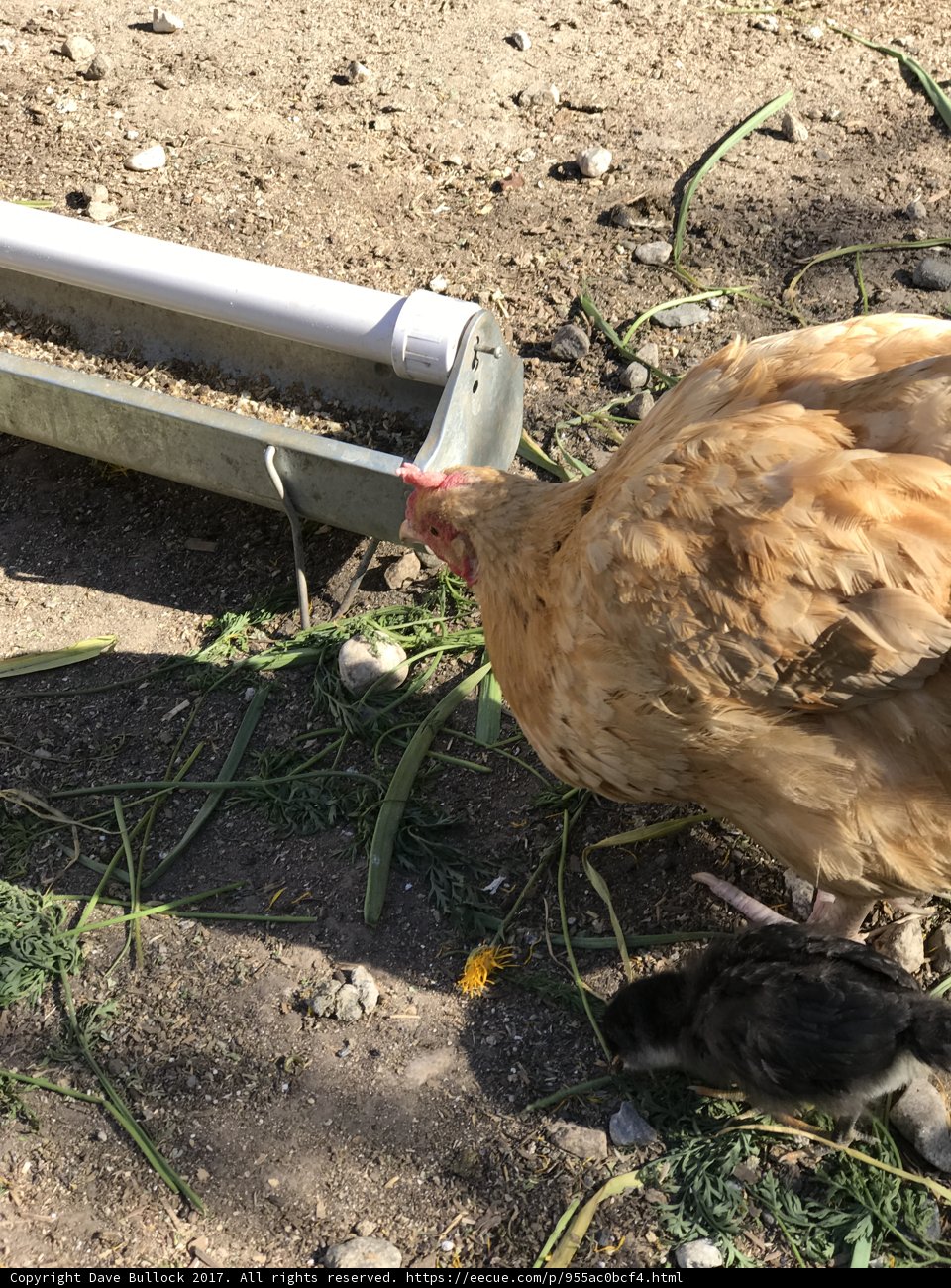 A Mother Hen and Her Chick