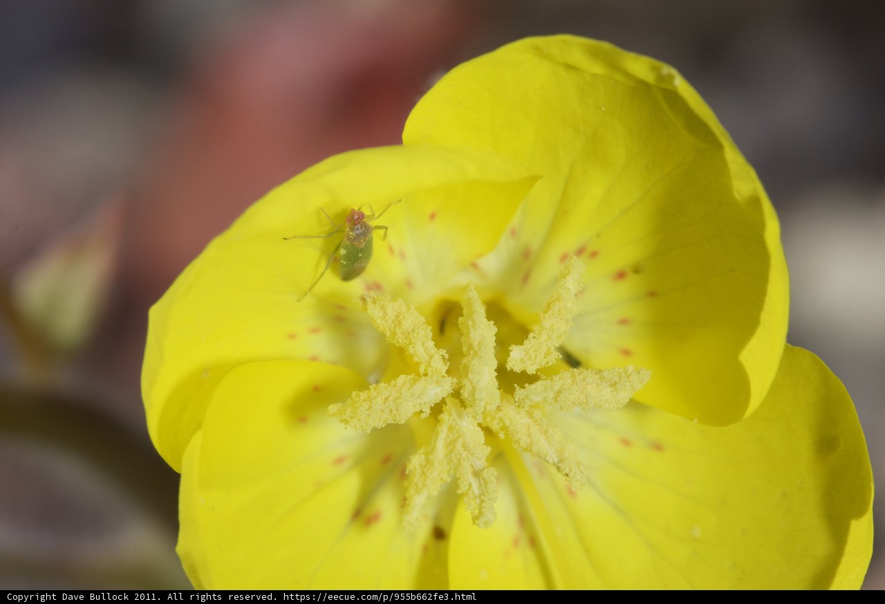 Bug on a Geranium Blossom