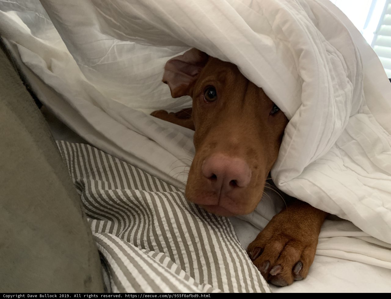 Cozy Canine in Linen Layers