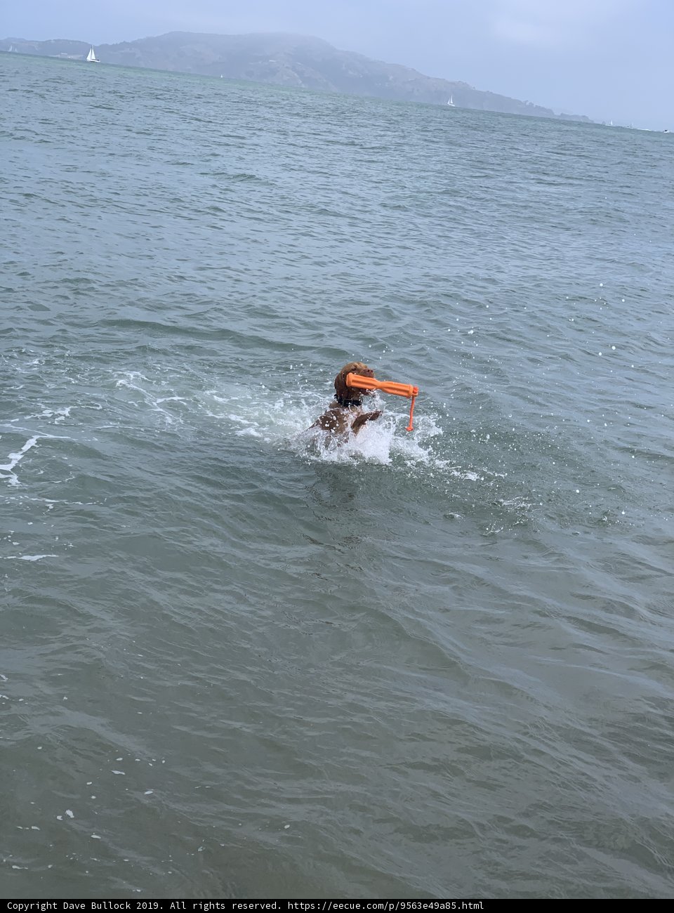 Splashing around in San Francisco Bay