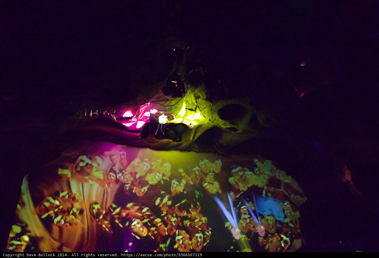 Enchanted Night at the Animal Kingdom