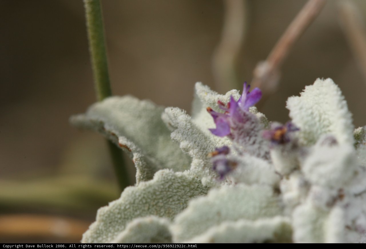 Purple Geranium thriving in frosty weather